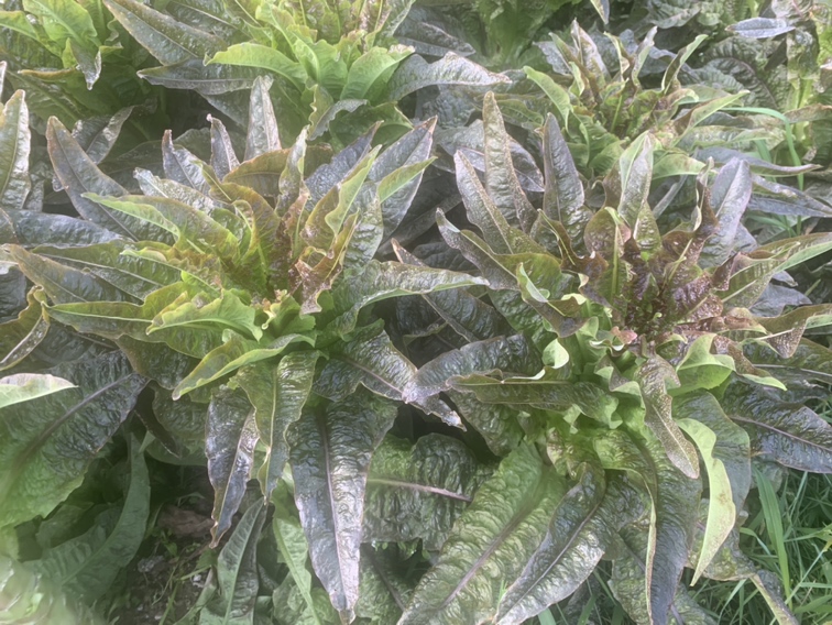 莴苣与生菜的形态对比