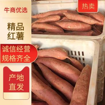 河北【西瓜红】红薯，软糯香甜，无丝，市场，零售，电商供应