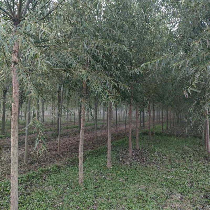 求购6公分青皮垂柳2000株，