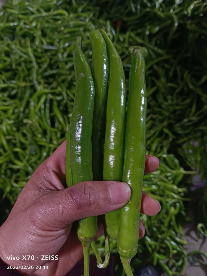 新苗辣椒