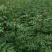 陕西渭南韩城无刺嫁接大红袍货源充足价格稳定，大量有货
