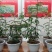 陕西渭南韩城无刺嫁接大红袍货源充足价格稳定，大量有货