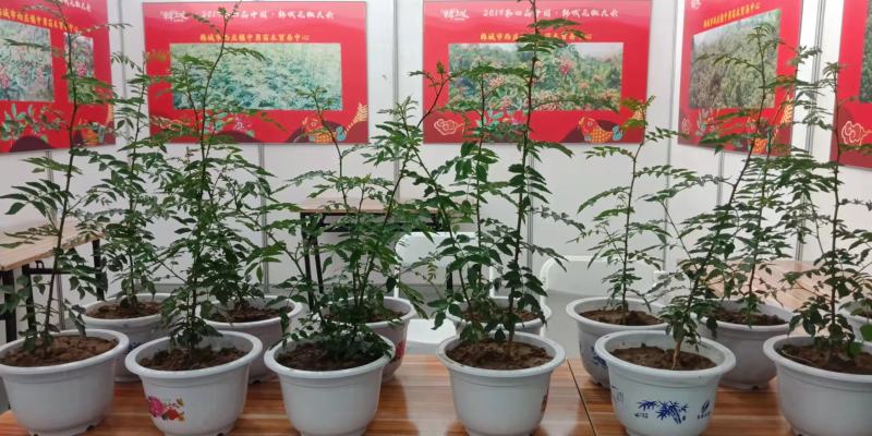 陕西渭南韩城无刺嫁接大红袍货源充足价格稳定，大量有货
