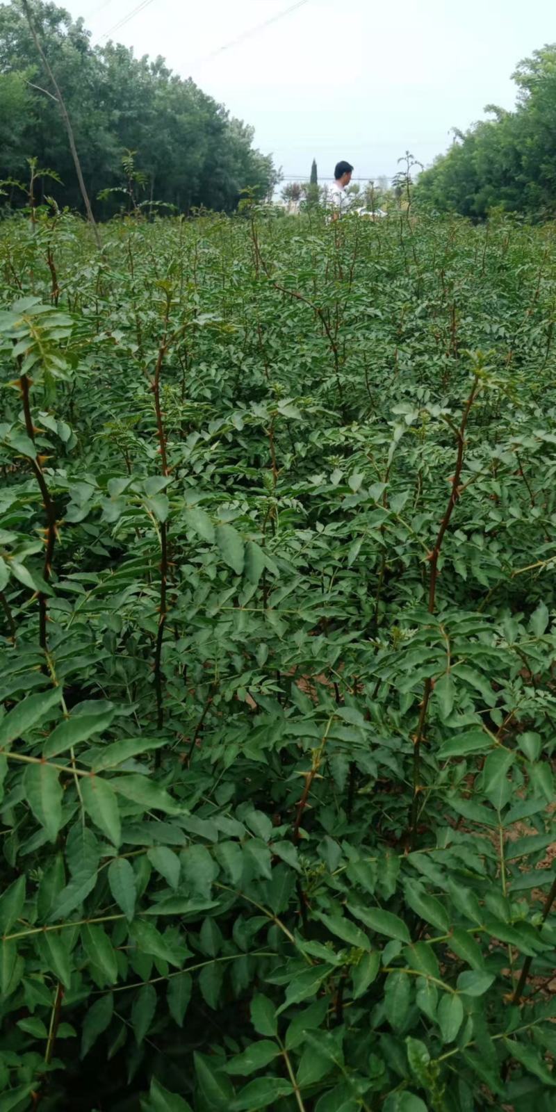 陕西渭南韩城无刺嫁接大红袍货源充足价格稳定，大量有货