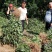 陕西渭南韩城无刺嫁接大红袍货源充足价格稳定，大量有货