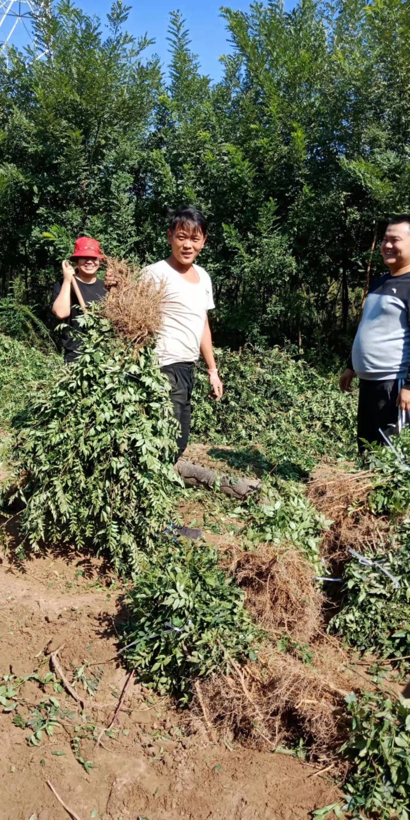 陕西渭南韩城无刺嫁接大红袍货源充足价格稳定，大量有货