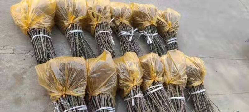 陕西渭南韩城无刺嫁接大红袍苗子大量有货货源充足产地直发