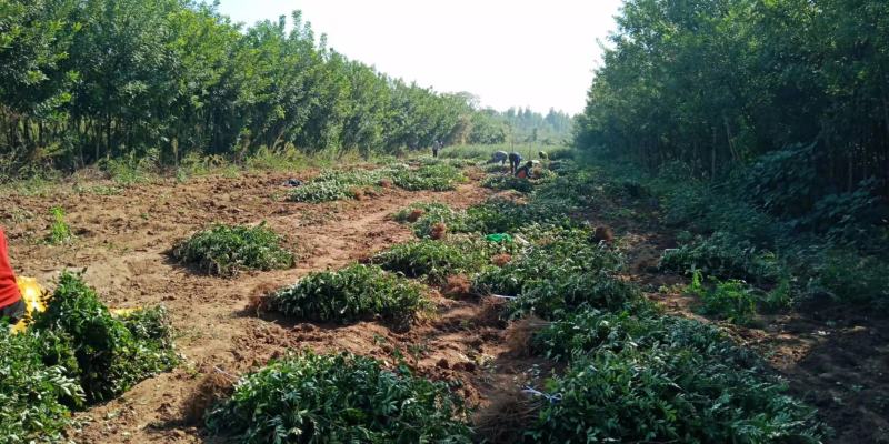 陕西渭南韩城无刺嫁接大红袍苗子大量有货货源充足产地直发