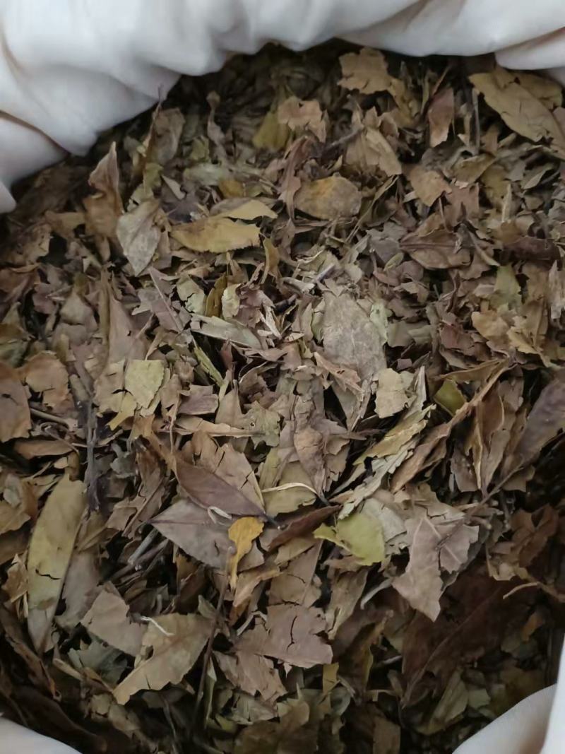 广西十万大山老绿茶叶