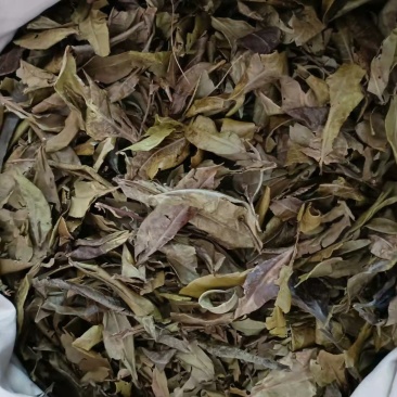 广西十万大山老绿茶叶