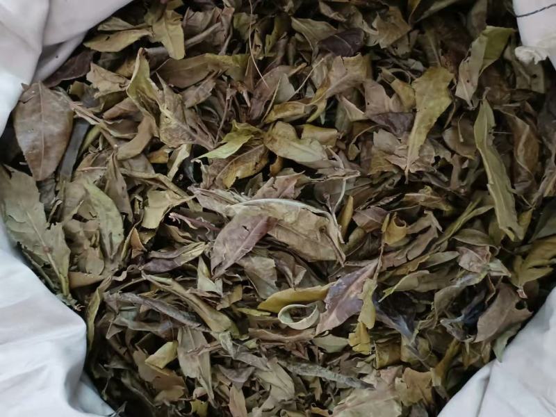 广西十万大山老绿茶叶