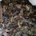 广西十万大山老绿茶叶