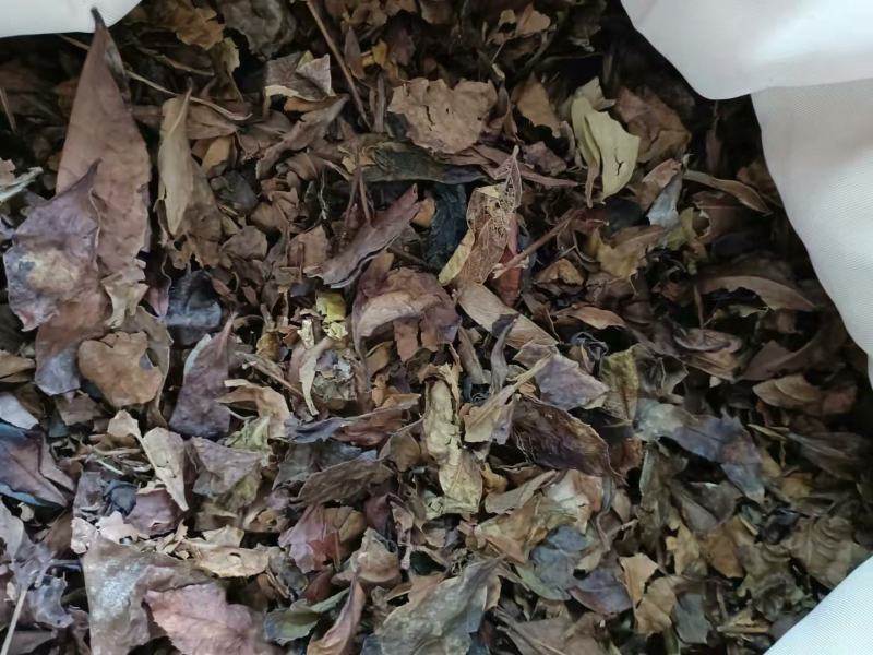 广西十万大山老绿茶叶