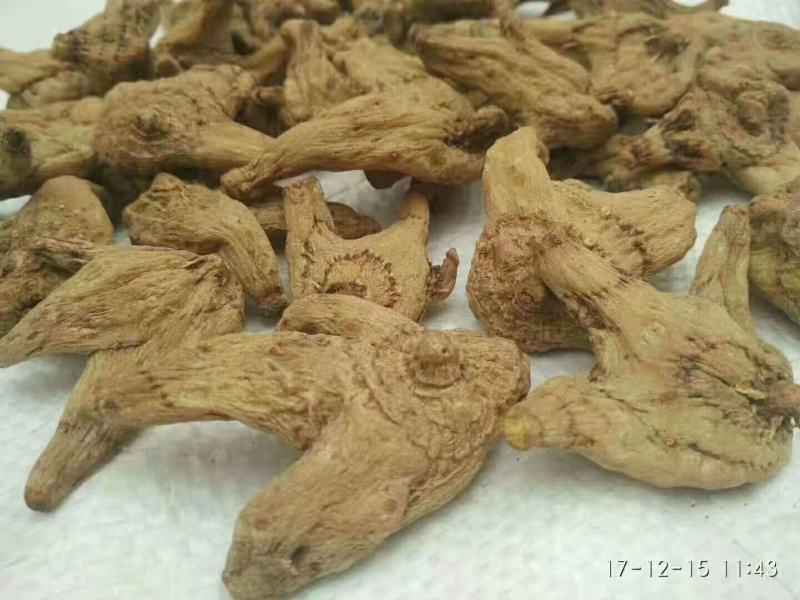 紫花三叉白及大苗，块茎3公分左右，为组培驯化三年苗