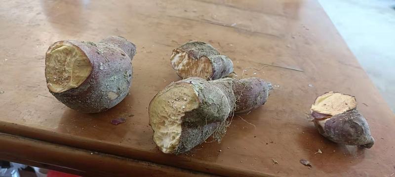 急售30吨广薯87次品