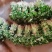 秦薯五号脱毒原种红薯苗，西瓜红，紫薯