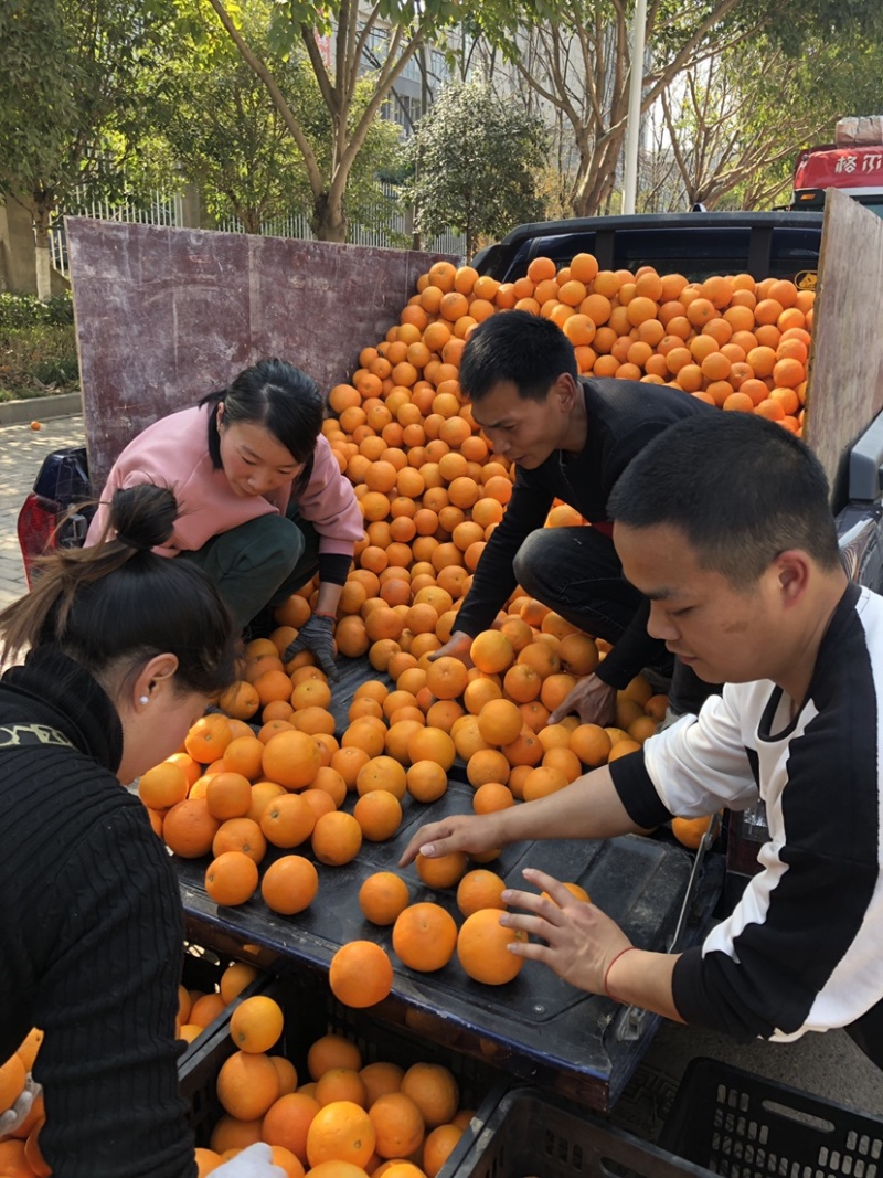 脐橙专业做托板车：二级果：一树清：通货：