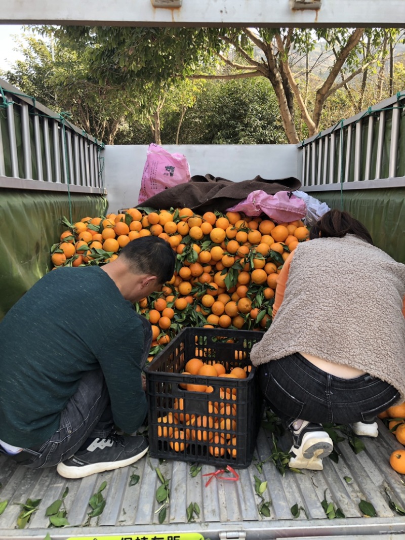 脐橙专业做托板车：二级果：一树清：通货：