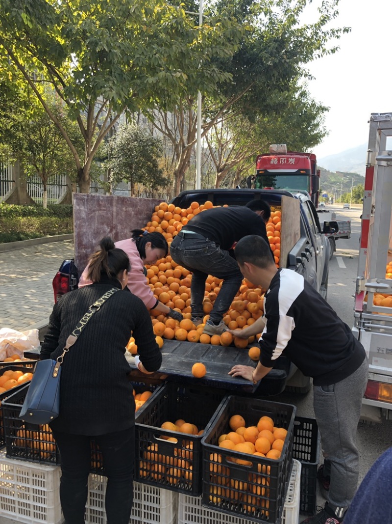 脐橙专业做托板车：二级果：一树清：通货：