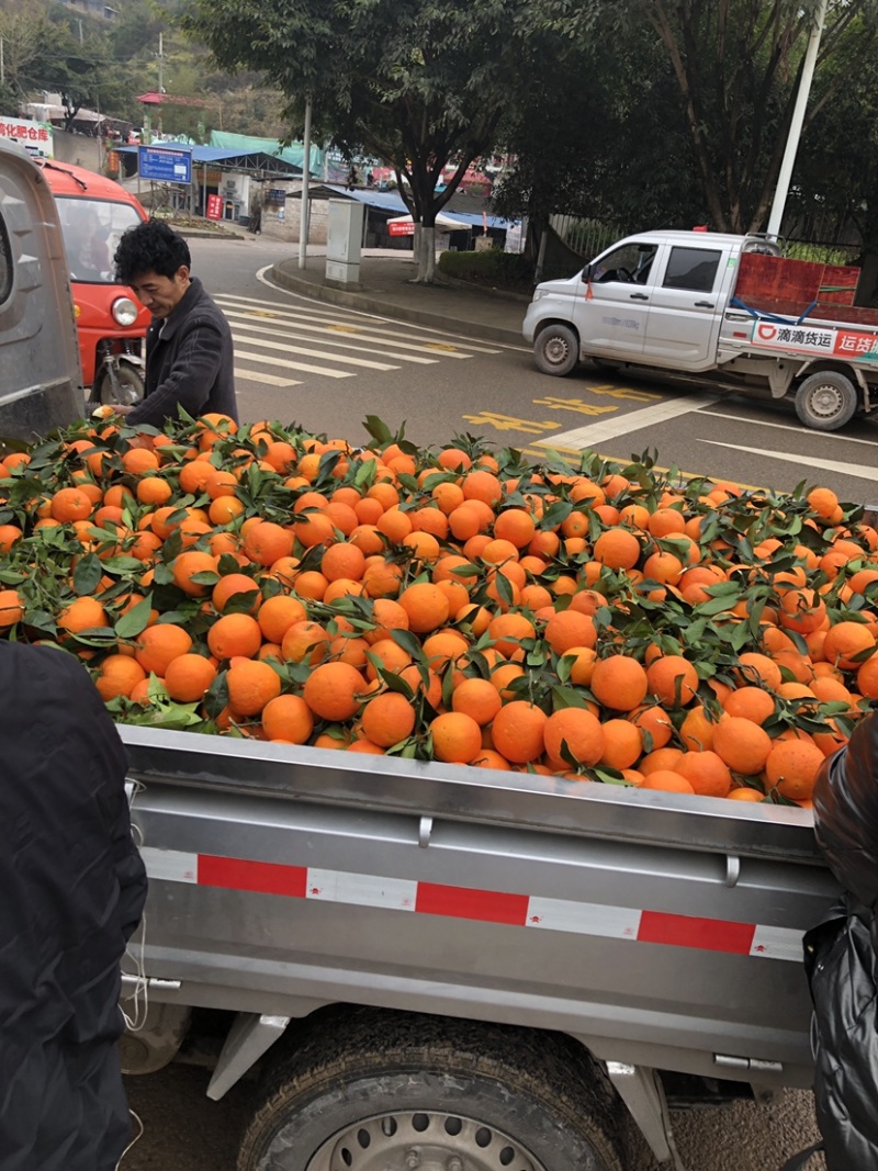 脐橙专业做托板车：二级果：一树清：通货：