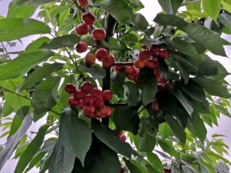 吉塞拉y_1的樱桃苗，车厘子苗，品种齐全，