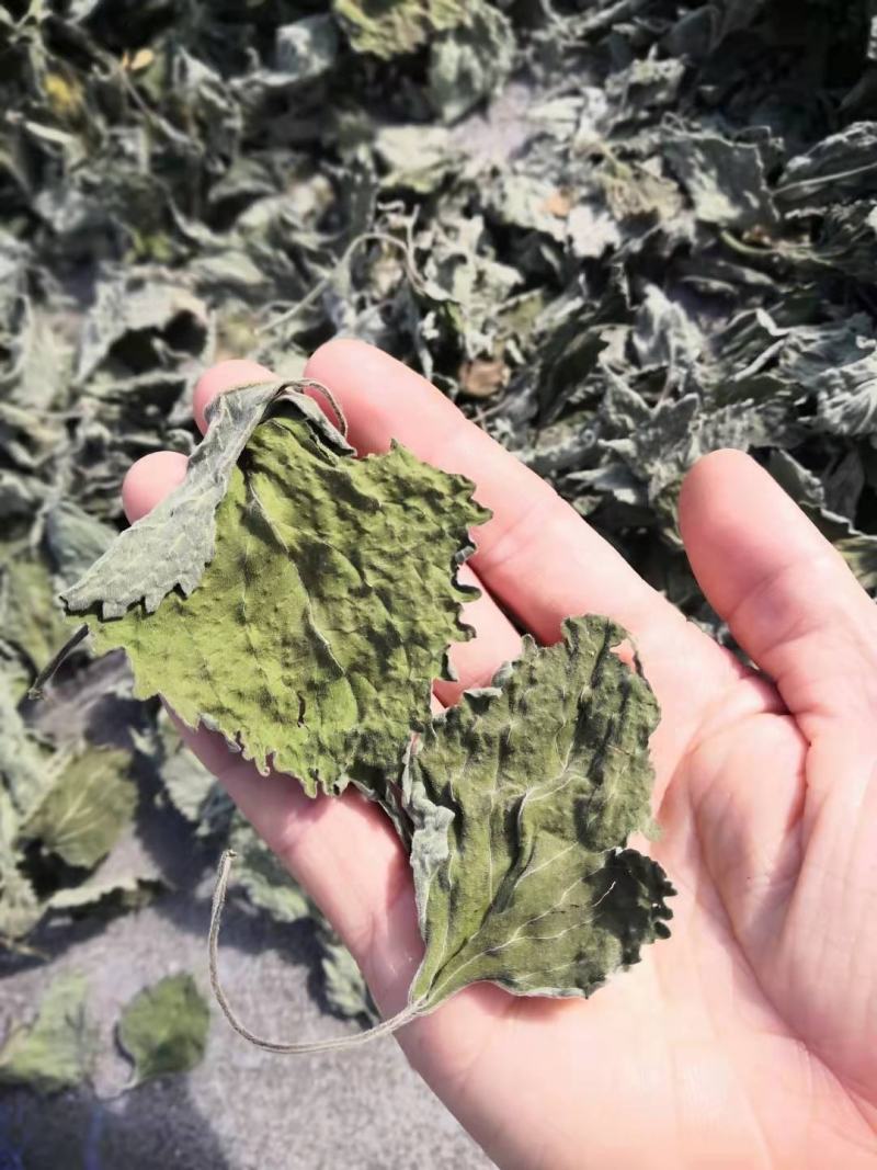 广西中草药防风草鱼针草土藿香抹药抹草