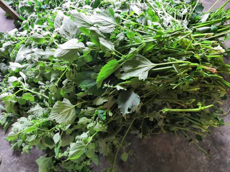 广西中草药防风草鱼针草土藿香抹药抹草