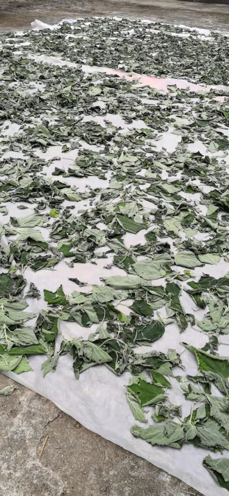广西中草药防风草鱼针草土藿香抹药抹草