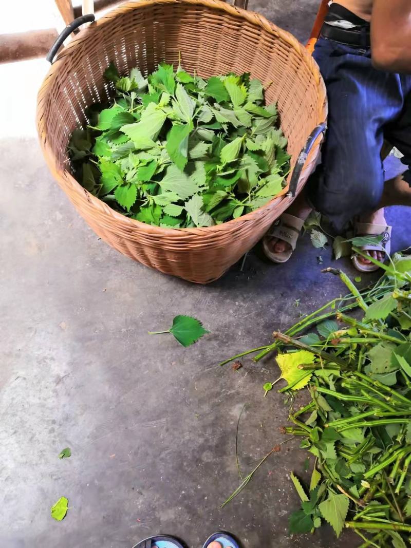 广西中草药防风草鱼针草土藿香抹药抹草