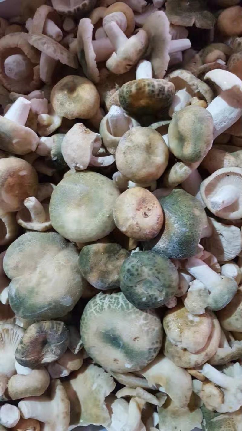 云南冰冻青同菌老家产地货源大量批发