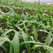 紫花宽叶毛慈菇，成活率90%以上！