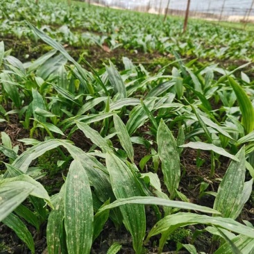 紫花宽叶毛慈菇,成活率90%以上!