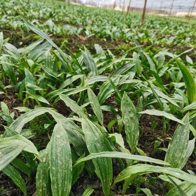 紫花宽叶毛慈菇，成活率90%以上！