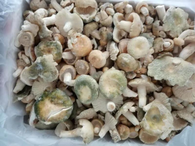 云南冰冻青同菌老家产地货源大量批发