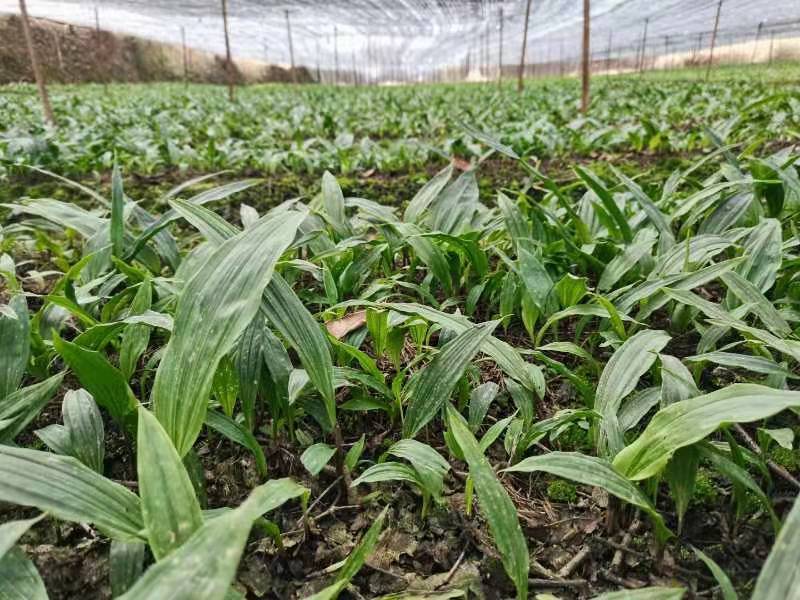 紫花宽叶毛慈菇，成活率90%以上！