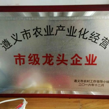 毛慈菇苗，优质品种，直播驯化苗，贵州紫花毛慈菇。