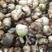 毛慈菇苗，优质品种，组培驯化两年苗，包成活率90%以上