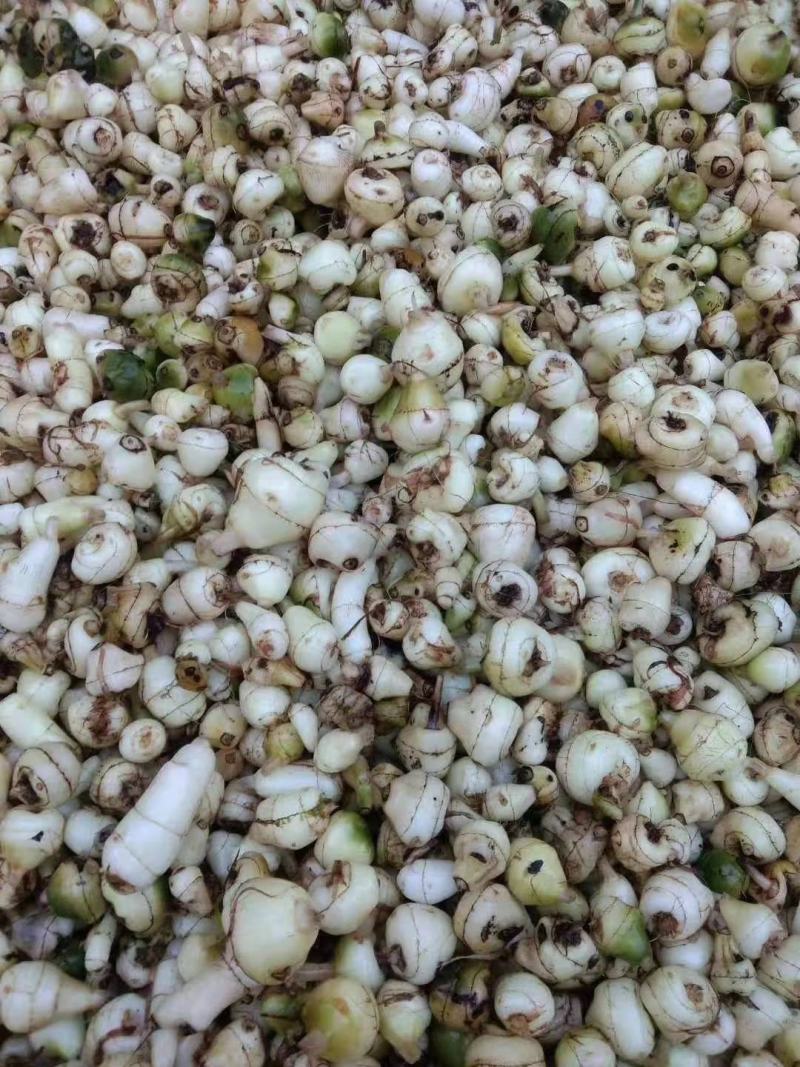 毛慈菇苗，优质品种，直播驯化苗，贵州紫花毛慈菇。