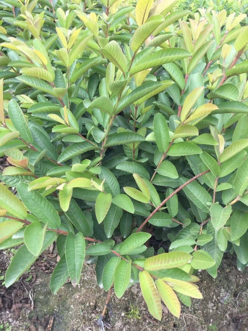 胭脂红番石榴苗红心香甜好吃的嫁接苗苗子靓丽