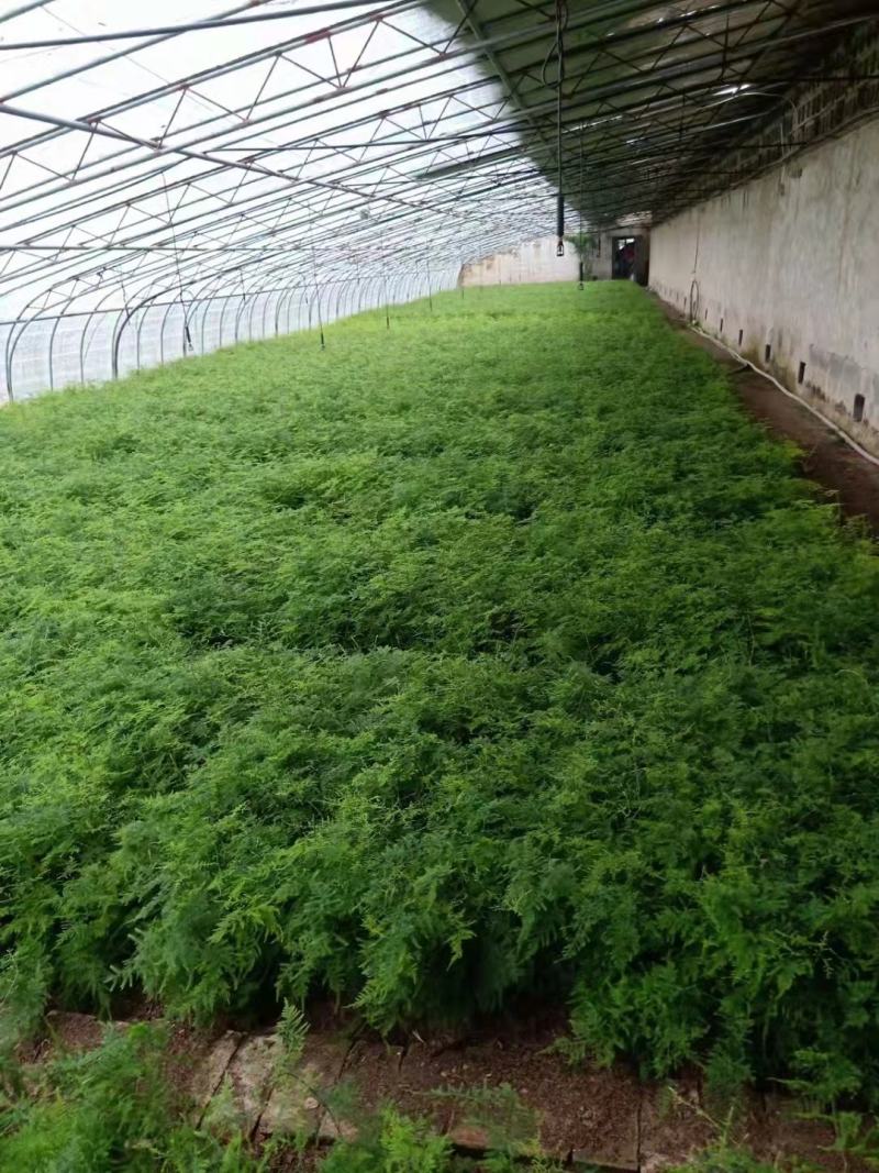 文竹苗荷兰红车厘子苗蟹爪兰走江湖地摊货供应基地现挖