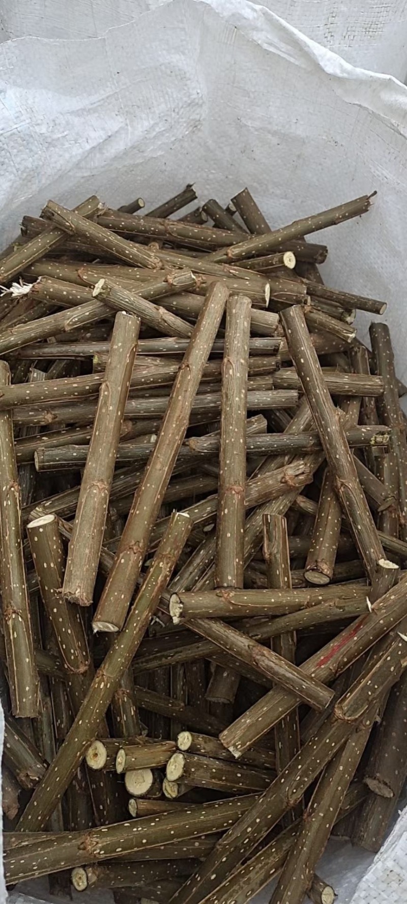 杨树种条南林3412，南林3804，鲁9无絮杨