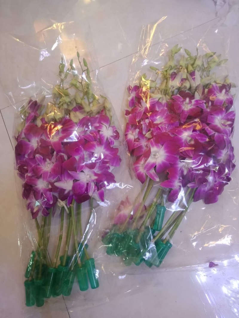 泰国进口紫洋兰白色洋兰鲜切花一扎12支包邮云南鲜花批发
