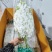 泰国进口紫洋兰白色洋兰鲜切花一扎12支包邮云南鲜花批发