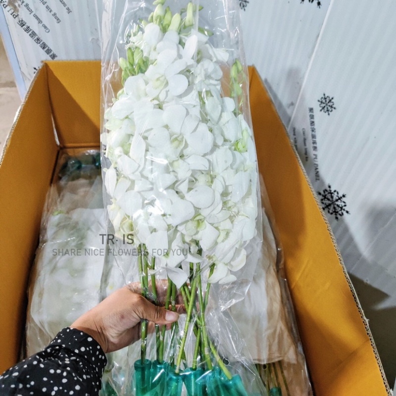 泰国进口紫洋兰白色洋兰鲜切花一扎12支包邮云南鲜花批发