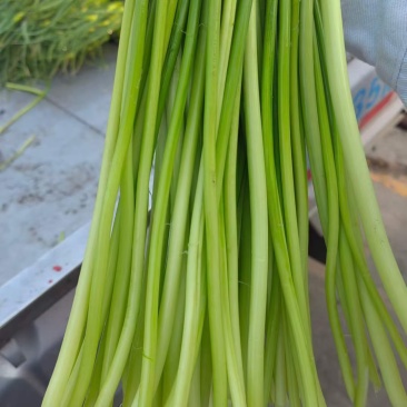 汉源蒜薹