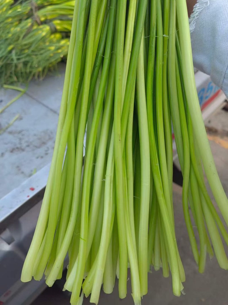 汉源蒜薹