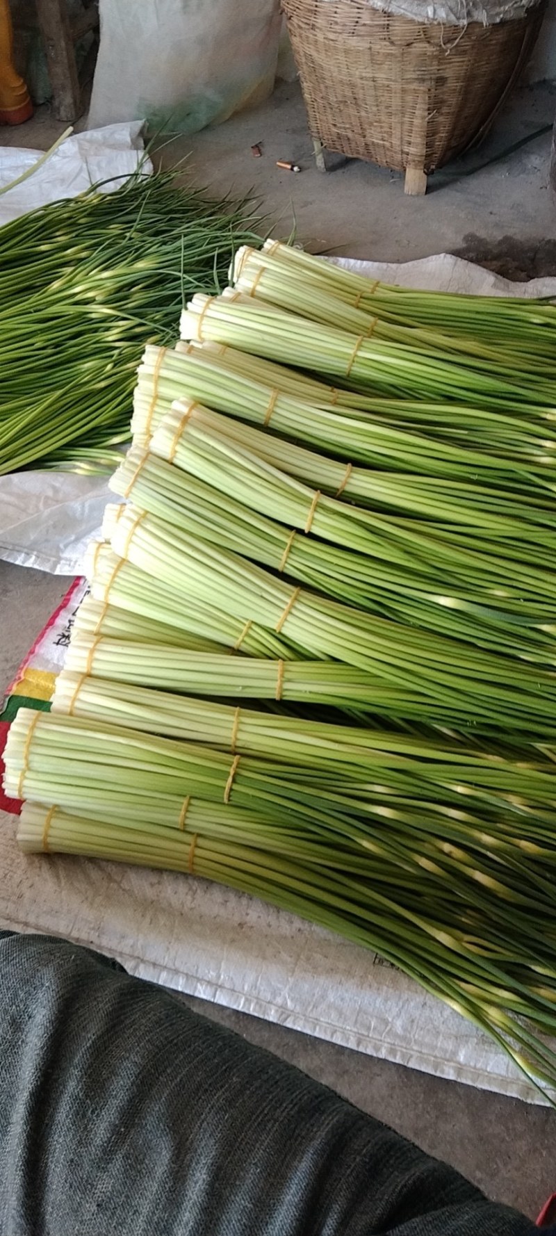 汉源蒜薹