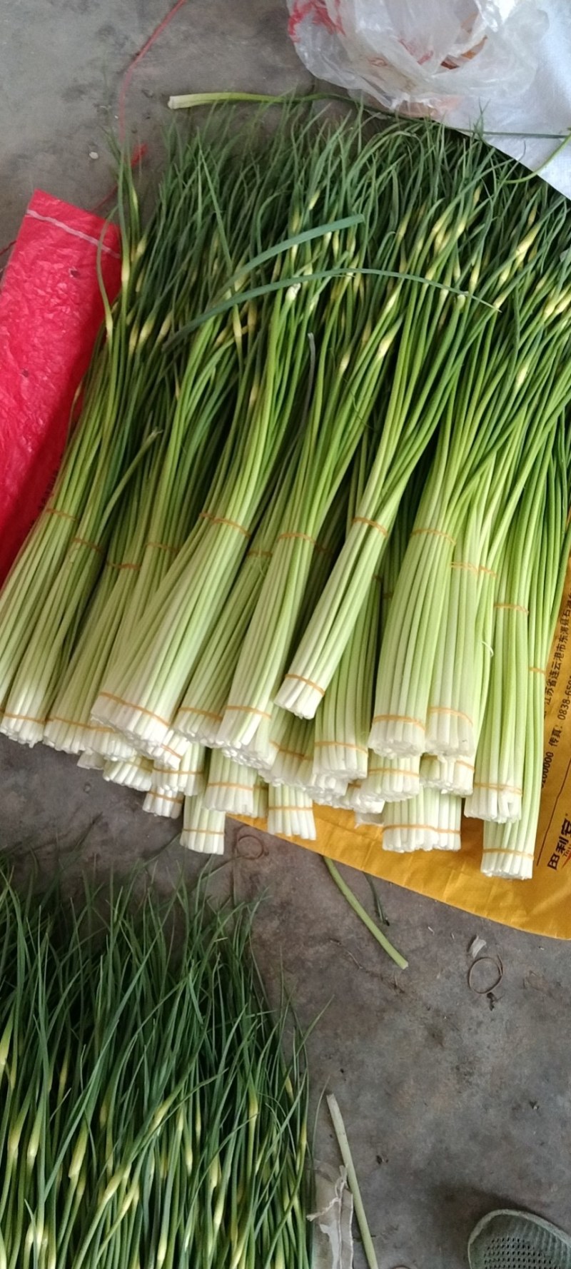汉源蒜薹
