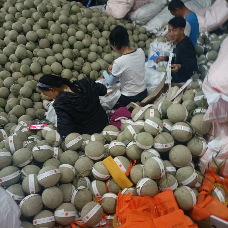 海南哈密瓜玫珑蜜瓜新鲜哈密瓜水果批发玫珑网纹瓜