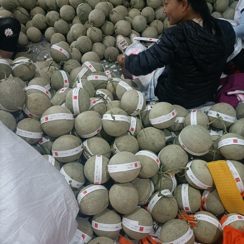 海南哈密瓜玫珑蜜瓜新鲜哈密瓜水果批发玫珑网纹瓜